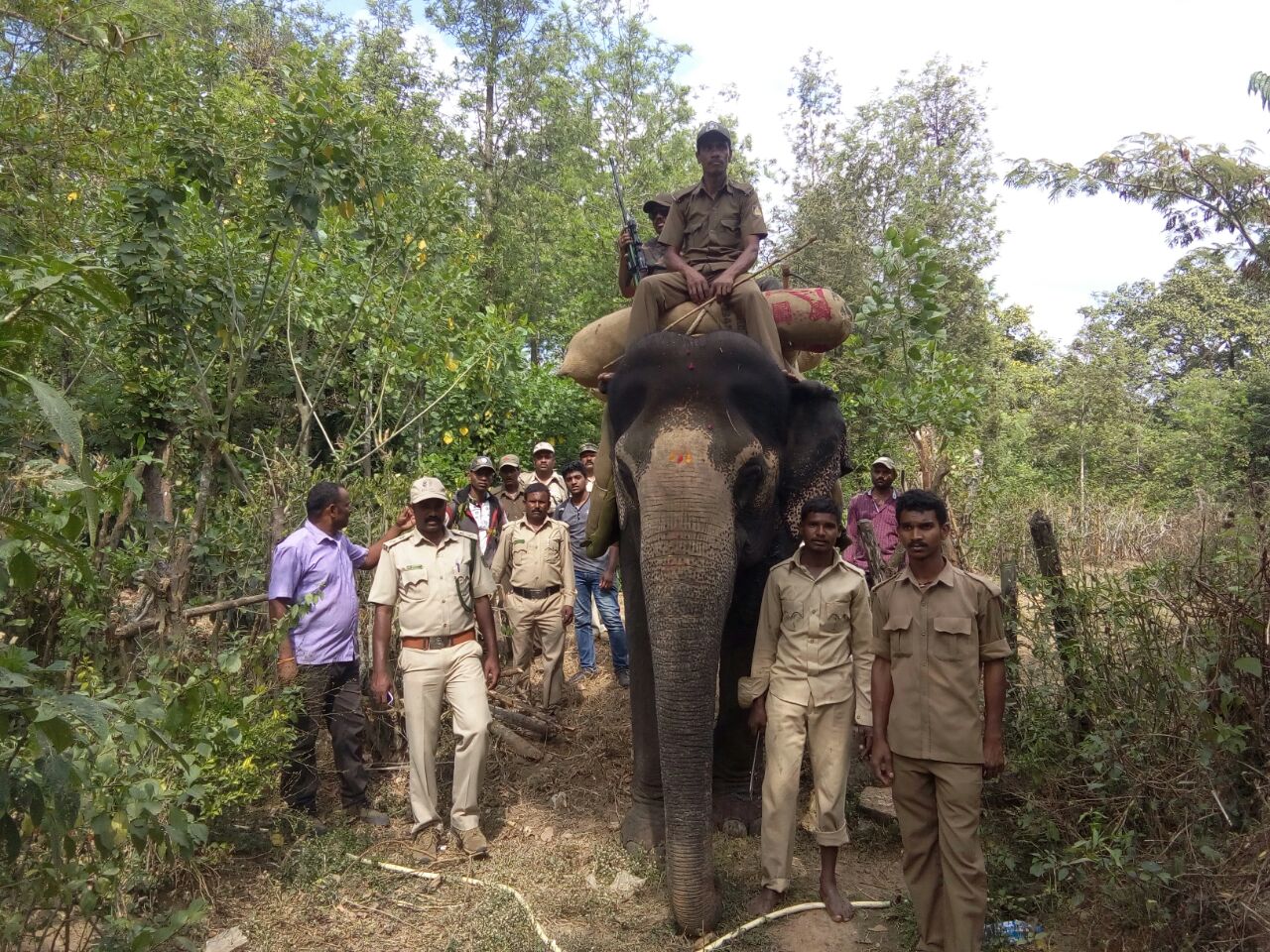 ಹುಲಿ ಭೀತಿ: ಆನೆಗಳ ಮೂಲಕ ಅರಣ್ಯಾಧಿಕಾರಿಗಳ ಕಾರ್ಯಾಚರಣೆ